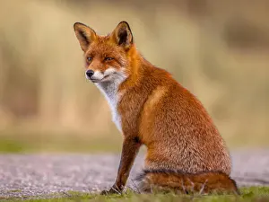 Clever Prints: Red Fox (Vulpes vulpes) sitting and waiting patiently for something to happen