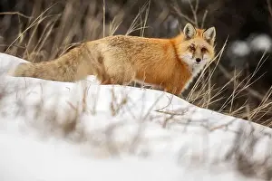 Nature Observation Prints: Red fox (Vulpes vulpes) standing alert in a snowy landscape, scanning surroundings