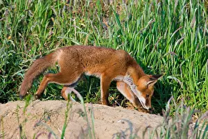 Sniffing Prints: Red fox Vulpes vulpes standing sniffing ground alert at entrance to earth potton bedfordshire