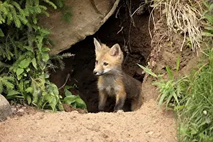 Natural Environments Prints: Red fox (Vulpus fulva), young animal, at the den, cave, Minnesota, USA, North America
