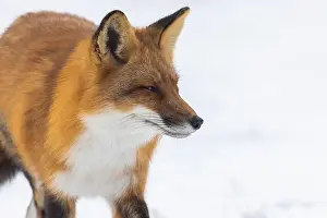 Vulpes Prints: Red fox in winter