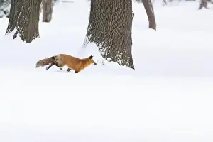 Vulpes Prints: Red fox in winter