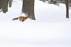 Vulpes Prints: Red fox in winter