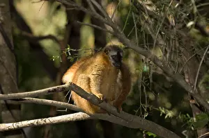 Madagascar Prints: Red-fronted brown lemur, Eulemur rufus, Isalo National Park, Madagascar