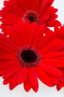 Gerbera Prints: red gerbera daisy flower