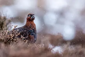 Grouse Prints: A Red Grouse in snowy Cairngorms wilderness