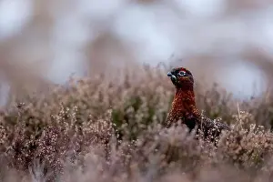 Grouse Prints: A Red Grouse in snowy Cairngorms wilderness