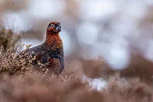 Grouse Prints: A Red Grouse in snowy Cairngorms wilderness