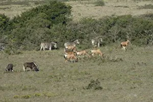 Zebra Prints: Red Hartebeest, Zebra and Wildebeest, South Africa