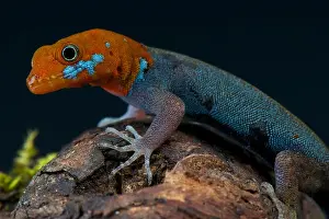 Haiti Prints: Red-headed dwarf gecko / Gonatodes albogularis fuscus