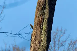 Cavity Prints: The red-headed woodpecker (Melanerpes erythrocephalus)
