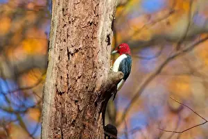 Cavity Prints: The red-headed woodpecker (Melanerpes erythrocephalus)