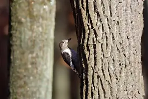 Cavity Prints: The red-headed woodpecker (Melanerpes erythrocephalus)