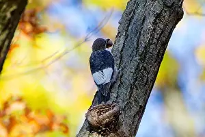 Cavity Prints: The red-headed woodpecker (Melanerpes erythrocephalus)