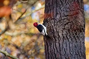 Cavity Prints: The red-headed woodpecker (Melanerpes erythrocephalus)