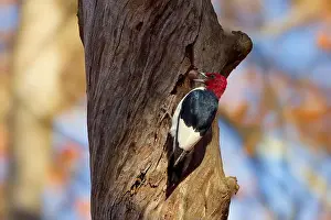 Cavity Prints: The red-headed woodpecker (Melanerpes erythrocephalus)