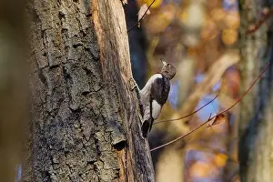 Cavity Prints: The red-headed woodpecker (Melanerpes erythrocephalus)