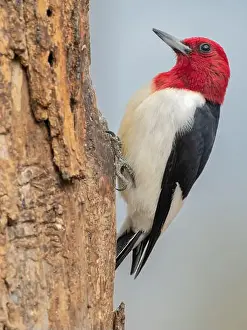 Melanerpes Erythrocephalus Prints: Red-headed woodpecker, Pennsylvania, USA