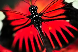 Brilliant Prints: Red heliconius dora butterfly with open wings
