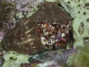Cote Dazur Prints: Red Hermit Crab (Dardanus Calidus) hiding in its shell in the Mediterranean Sea near Hyeres