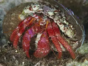South France Prints: Red Hermit Crab (Dardanus Calidus) in a snail shell under water in the Mediterranean Sea near Hyeres