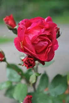 Climber Prints: Red Hybrid Tea climbing rose (rosa) Copenhagen blooms in a garden in June