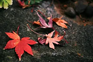 Autumn Leaves Prints: Red Japanese maple leaves fallen on the stone