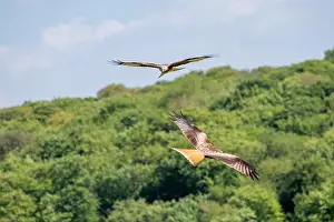 Soaring Prints: Red Kite in Flight