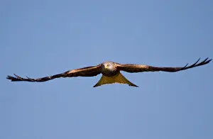Red Kite Prints: Red Kite in flight head on