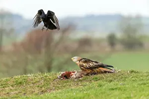 Accipitridae Prints: Red kite Milvus milvus, adult, with Carrion crow Corvus corone stealing food