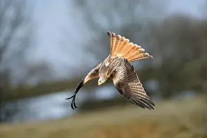 Bird Of Prey Prints: Red Kite (Milvus milvus) - UK