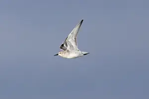 Spring Migration Prints: The Red Knot (Calidris canutus) feeds on mollusks and crustaceans