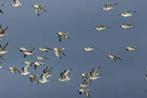 Spring Migration Prints: The Red Knot (Calidris canutus) feeds on mollusks and crustaceans