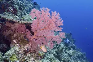 Fan Coral Prints: Red knot fan (Melithaea ochracea) on a colourful reef in a seascape