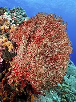 Red Coloured Prints: Red knot fan (Melithaea ochracea) in the ocean