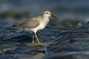 Knot Prints: Red Knot; Kanoetstrandloper