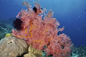 Red Coloured Prints: Red knotted fan (Melithaea ochracea) in clear blue water