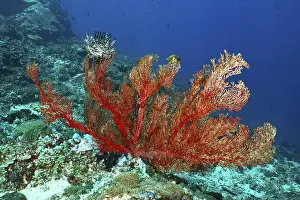 Red Coloured Prints: Red knotted fan (Melithaea ochracea) on the ocean floor