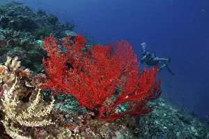 Fan Corals Prints: Red knotted fan (Melithaea ochracea) on a tropical reef