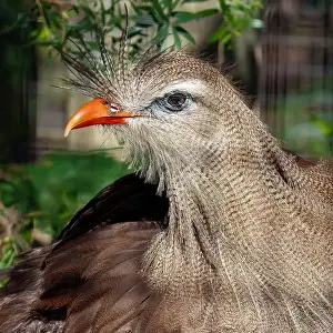 Glance Prints: Red-Legged Seriema (a.k.a. Crested Cariama). Seen in Brevard Zoo, Melbourne, FL, USA