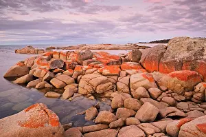 Calmness Prints: Red Lichen on Rocks, Bay of Fires, Bay of Fires Conservation Area, Tasmania, Australia