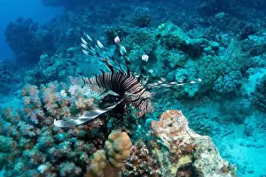 Underwater Photograph Prints: Red lionfish in Red Sea near Marsa Alam, Egypt