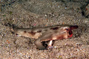 Fishes Prints: Red-lipped Batfish in the Galapagos Archipelago