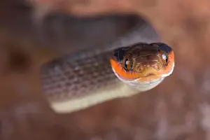 Mozambique Prints: The Red-lipped Snake (Crotaphopeltis hotamboeia) is a nocturnal