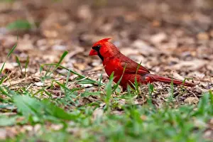 Redbirds Prints: A red male northern cardinal on the ground in Northeast Indiana, USA
