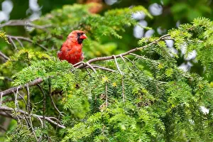 Evergreen Tree Prints: A red male northern cardinal perched in an evergreen tree in Northeast Indiana, USA
