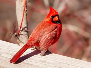 Red Bird Prints: red male Northern Cardinal perched on the wooden railing