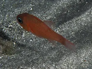 Canaries Prints: A red mullet king (Apogon imberbis) swimming close to the sandy bottom of the sea