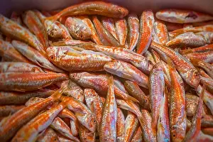 Early Morning Prints: Red Mullet (Mullus barbatus) displayed at the Rialto Market (Mercato Rialto) in Venice