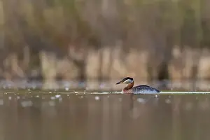 Necked Prints: Red-necked Grebe on lake from low angle in Calgary, Alberta, Canada